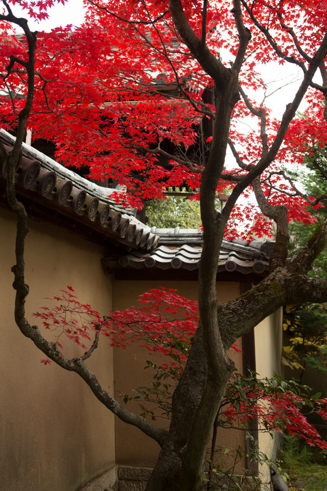 Autumn leaves outside the walls of Daisen-in. Yes, they really were that red.