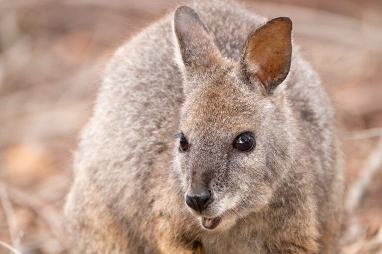 Kangaroo Island Wildlife
